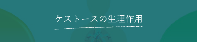 ケストースの生理作用